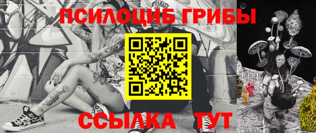 Галлюциногенные грибы Psilocybe  Нальчик 